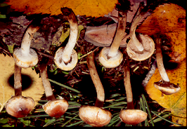 3 MOSCHETTIERI